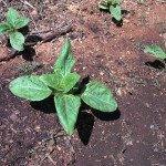 seedling